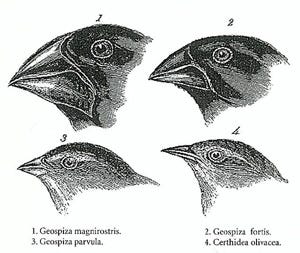 By Kamsster — Own work, CC BY-SA 4.0, https://commons.wikimedia.org/w/index.php?curid=40752037
